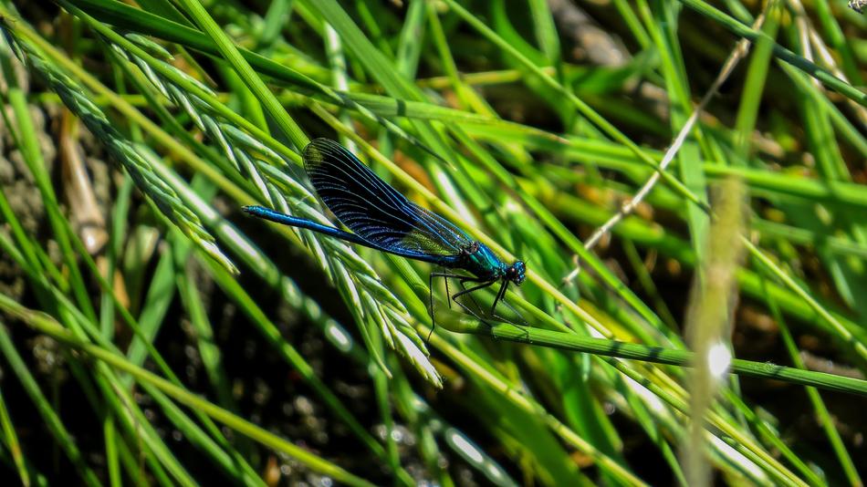 Dragonfly Insect National