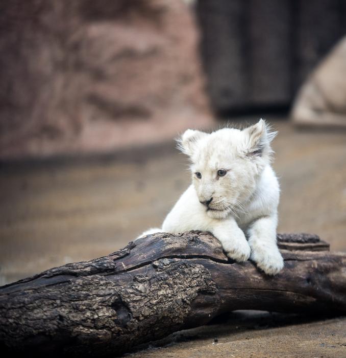 Lion White Big Cat