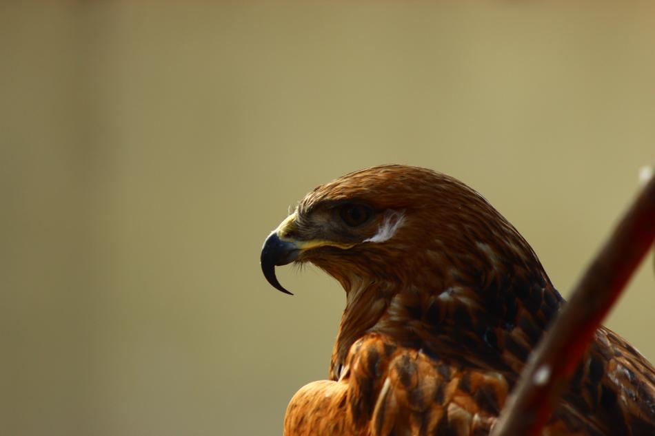 Hawk Po-Faced Bird Khan