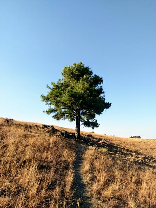 Tree Landscape Coffee