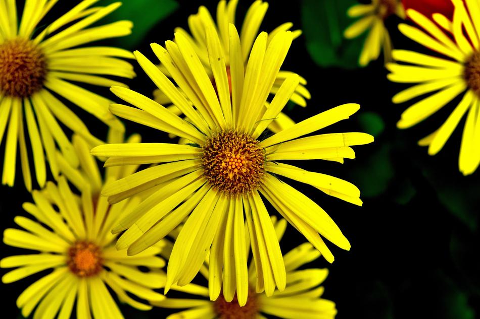 Balkan-Gemswurz Doronicum