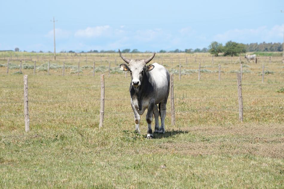 running cow in a field of green