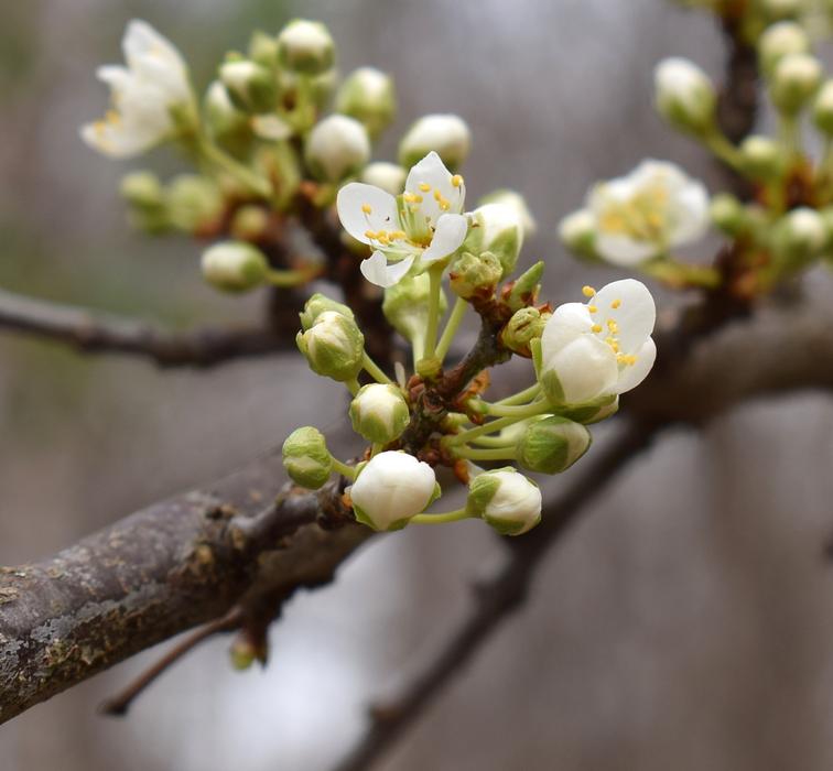 Cherry Blossoms Bud Blossom