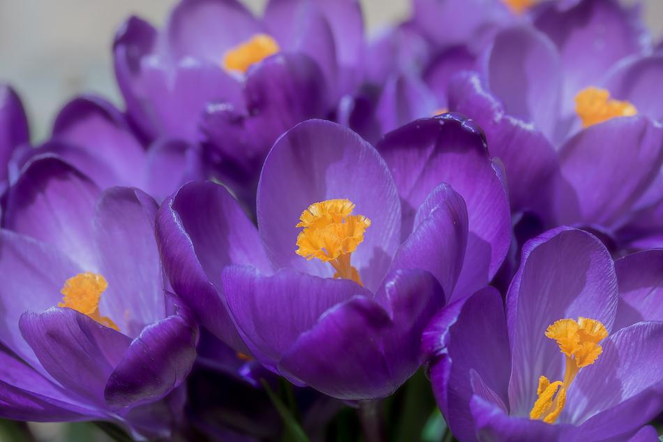 Crocus Flower Spring