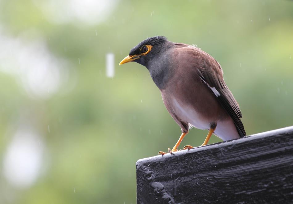 Bird Rain Rest
