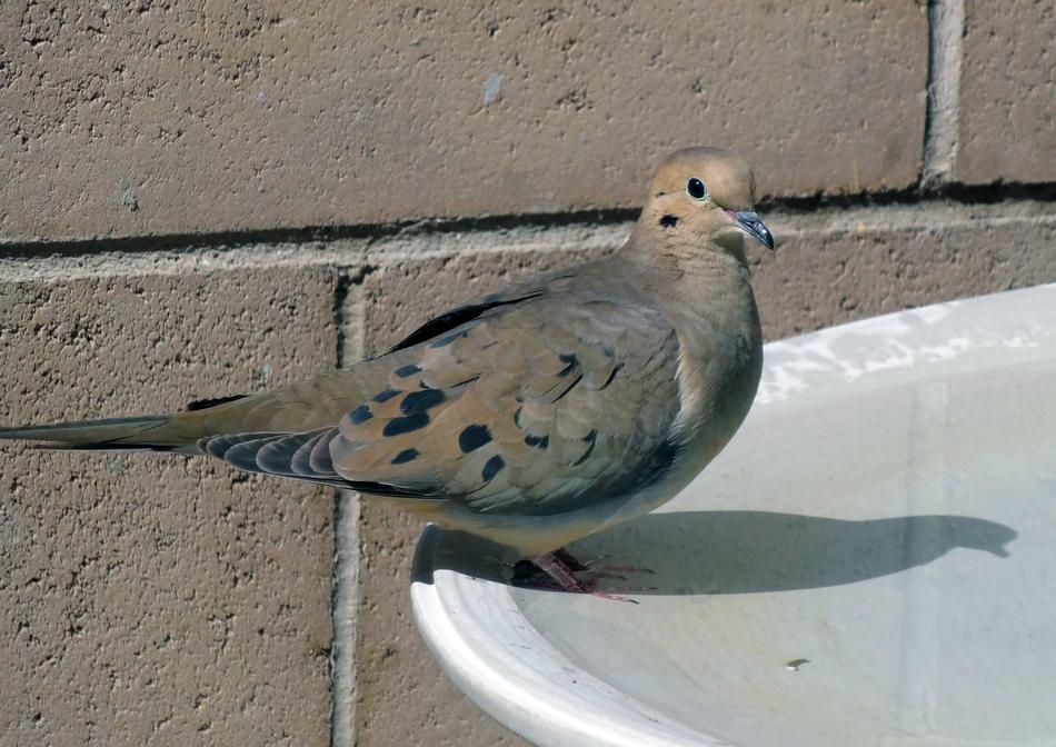 Morning Dove Desert