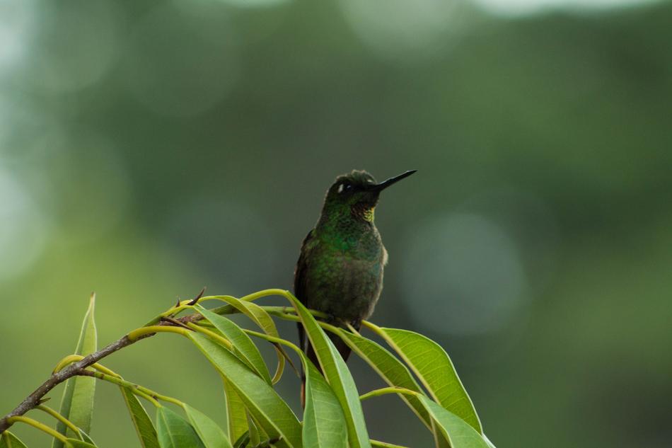 Hummingbird Bird fauna