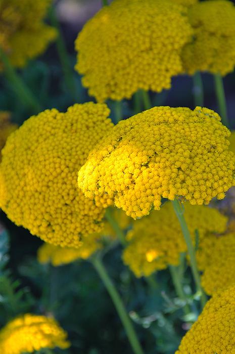 Plant Yellow Flower