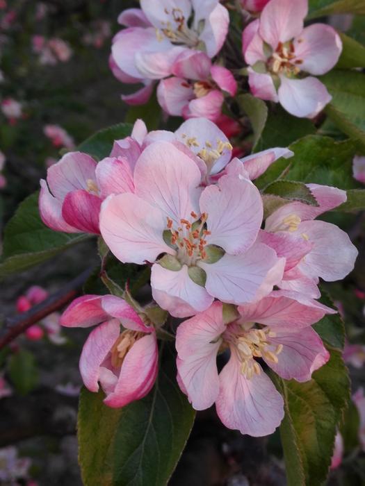 pink sakura flowers