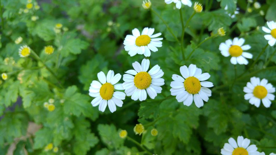 Spring daisies on the leaves