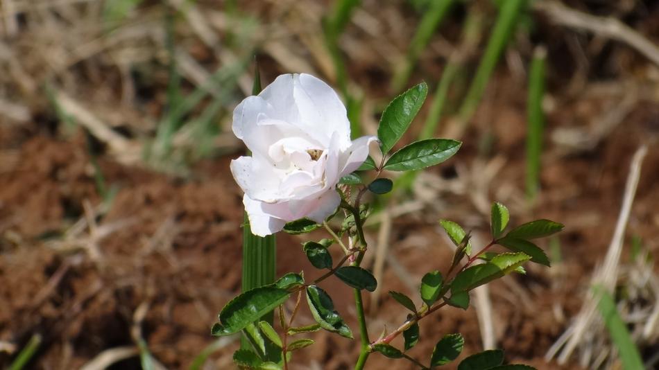 white lonely flower