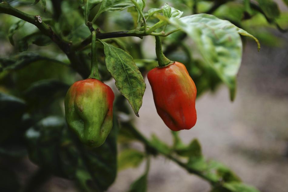 Blooming peppers on a bush