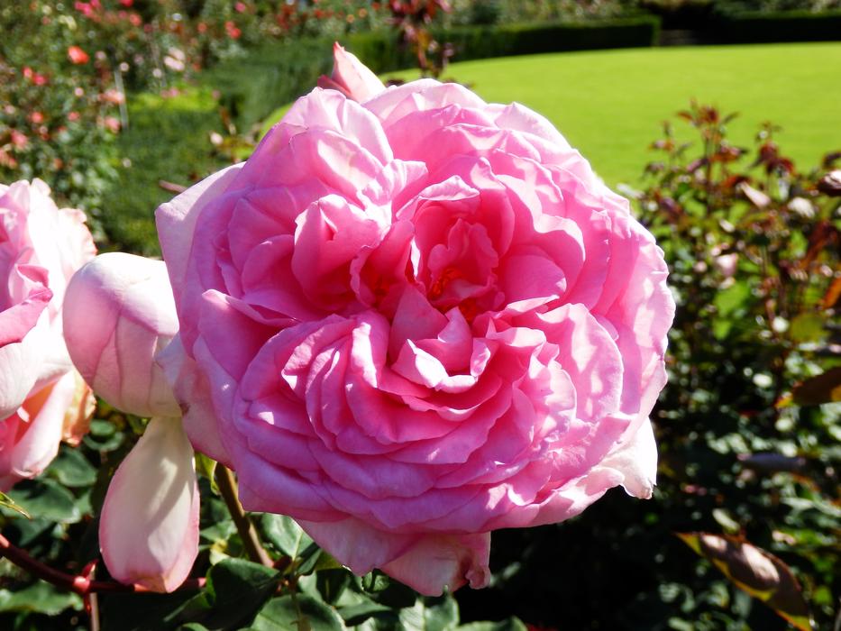 Roses Summer Victoria free image download