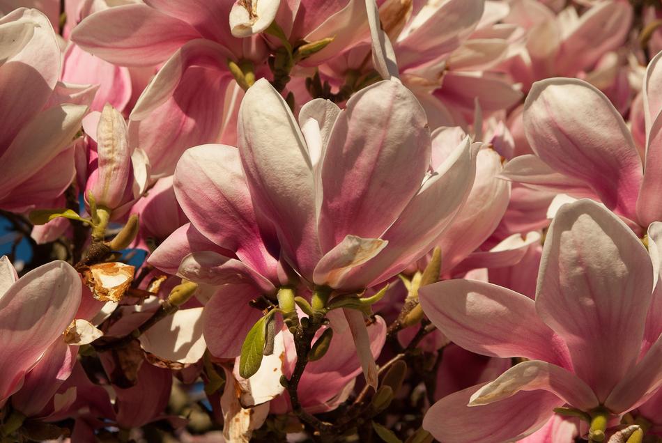 gorgeous pink flowers background