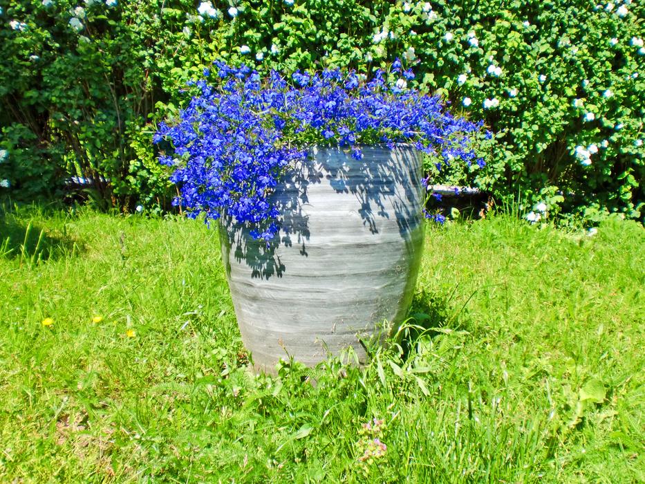 blue flowers in a large vase