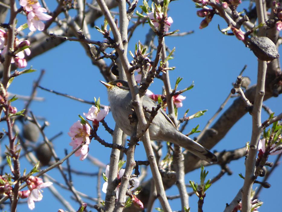 bird sitting in the branches of the trees