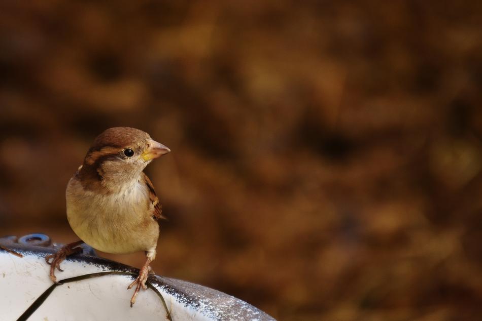 sparrow on a drinking bowl in the garden