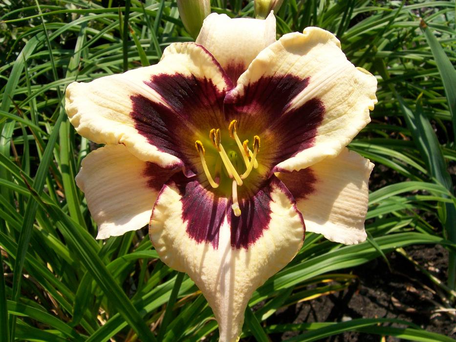 a big yellow flower in the grass