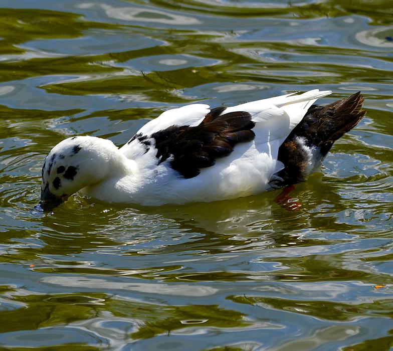 Mallard Bastard Plumage