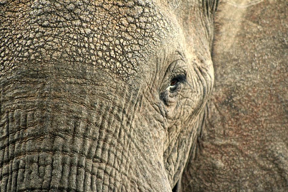 Elephant Animal Hide