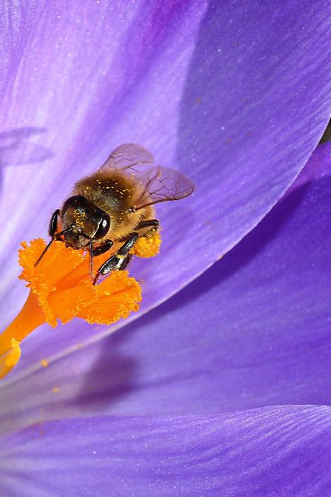 bee in the center of the flower
