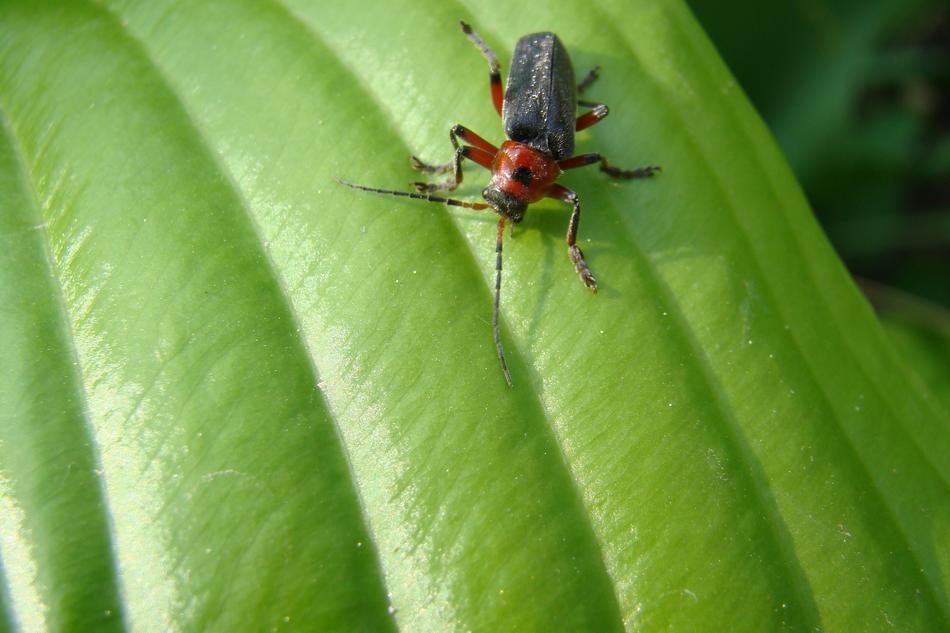 Cockroach Nature Green
