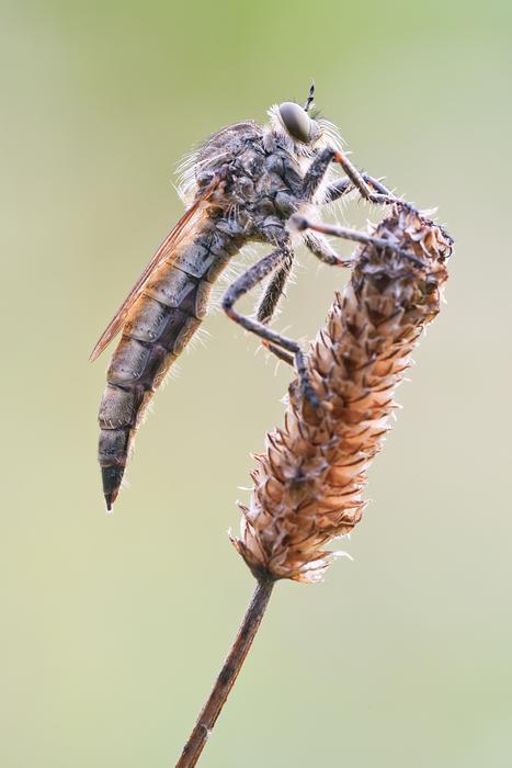 simple predator fly predator fly