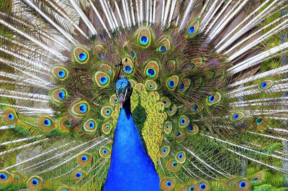 Peacock Tail Directly The Front Of