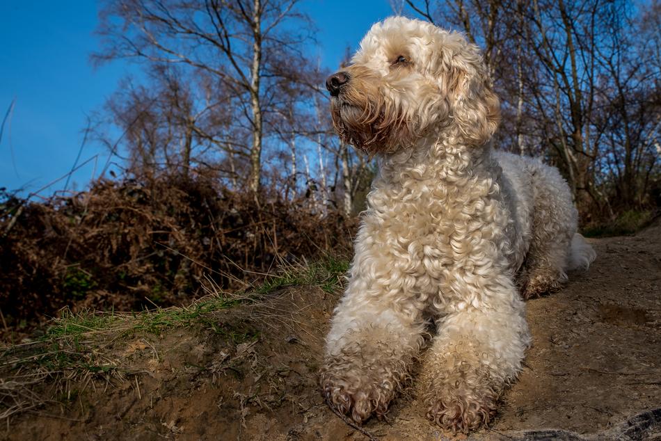 Dog Cocker Sweet