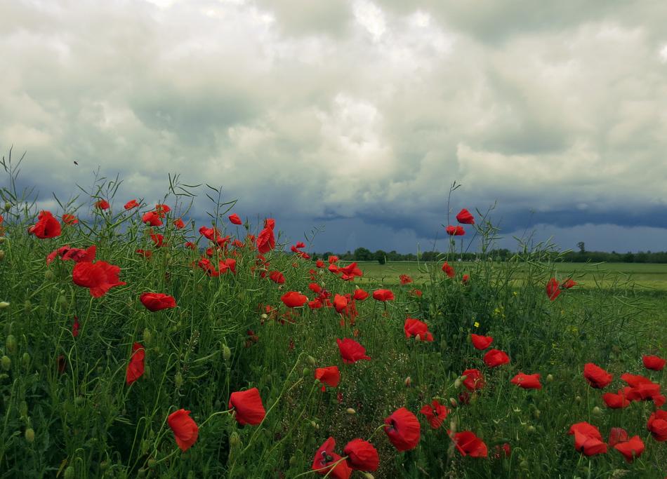 Nature Flowers Poppy Before The