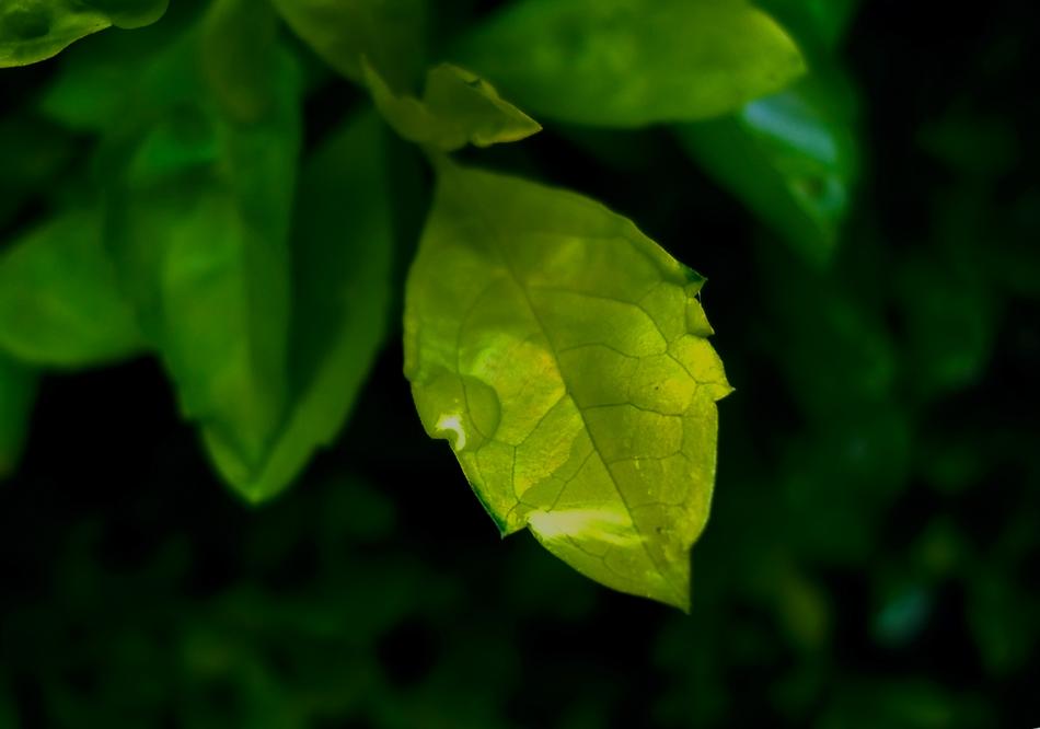 green leaf in water