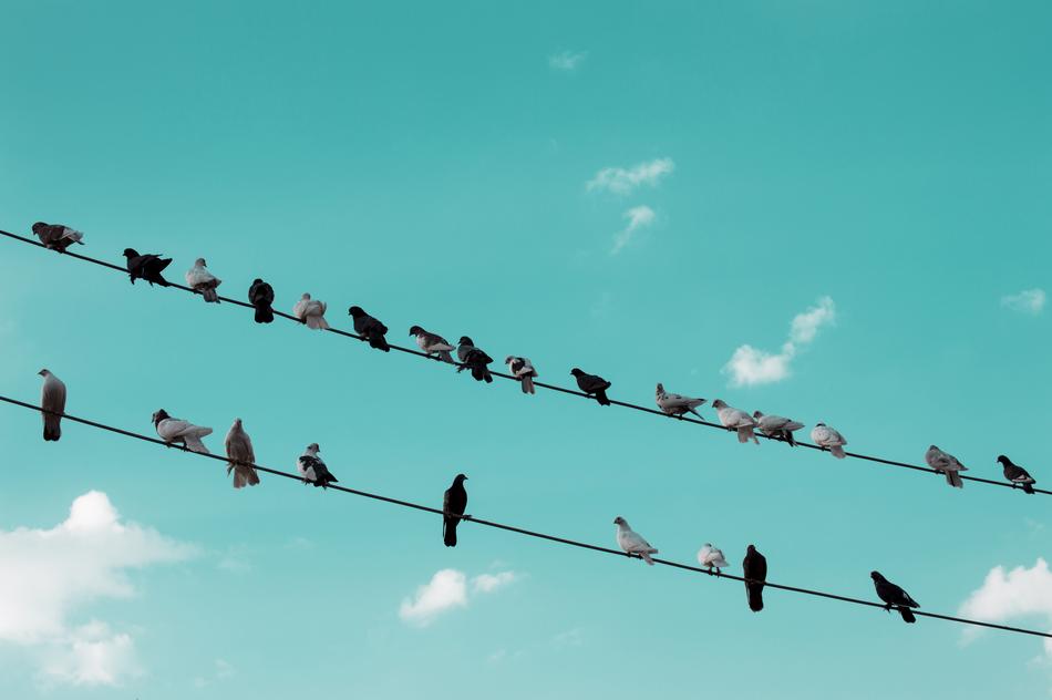 Nature Pigeon Wild