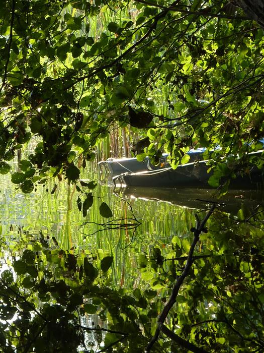boat under the tree