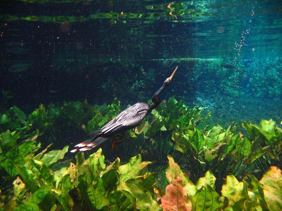Rio Animal Nature