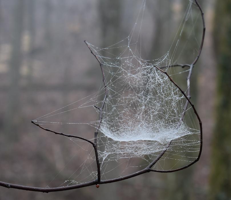 spider web on a branch in the forest