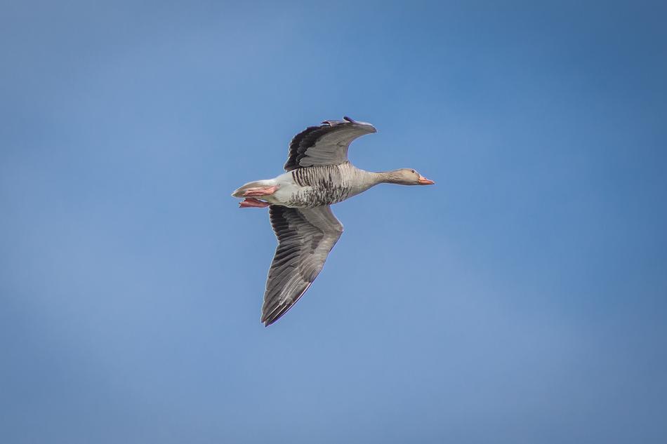 Geese Greylag Goose Creature