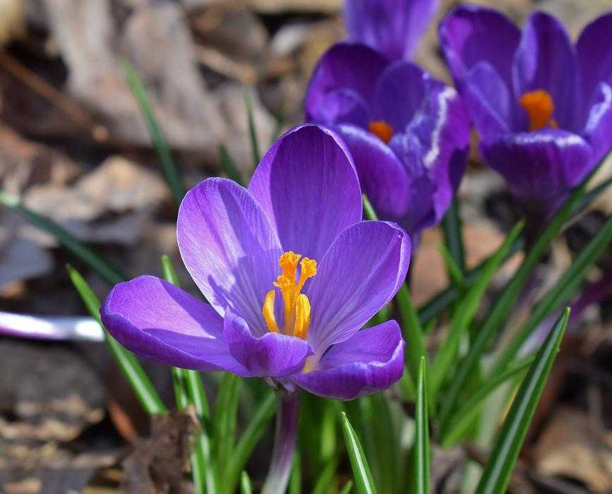 Crocus Flower Blossom