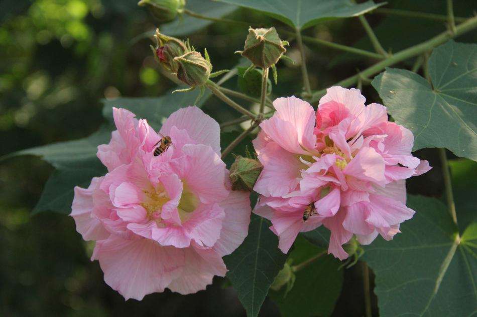 Flower Outdoor