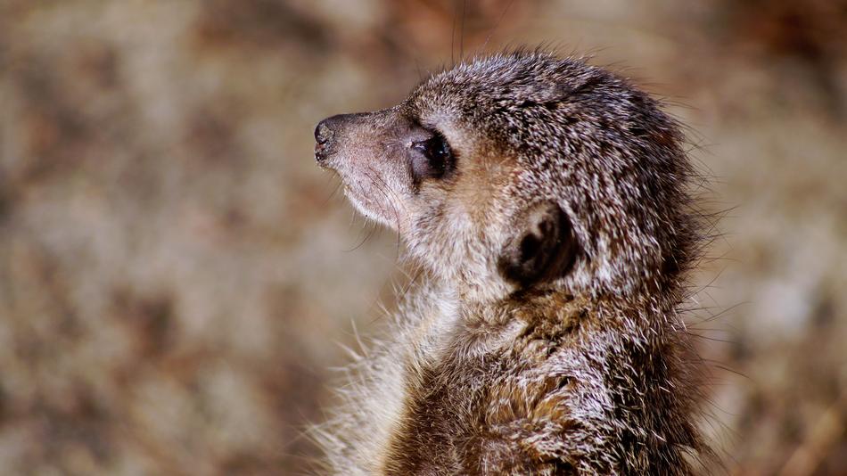 Meerkat Timon Nature