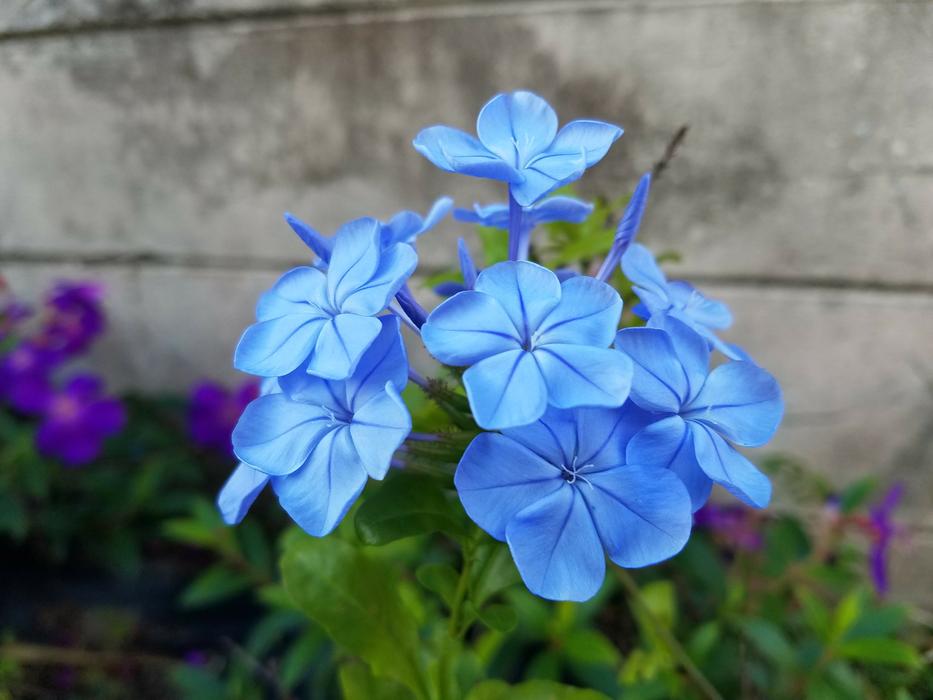 Blue Daze Flowers