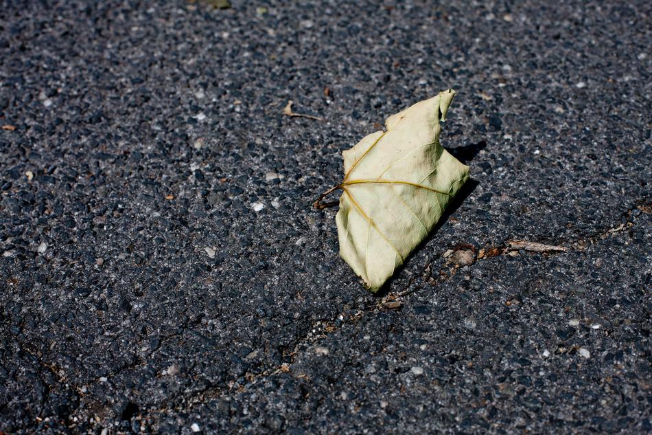 Leaf Dry Autumn Close