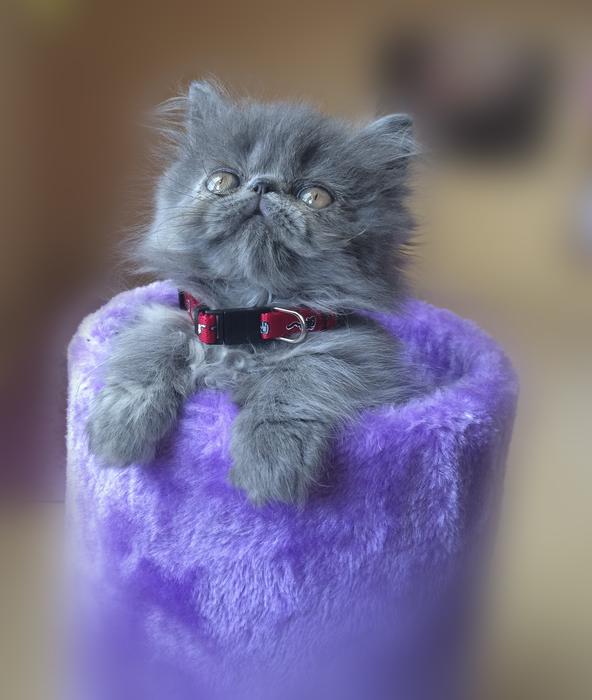 Cat Persian Feline