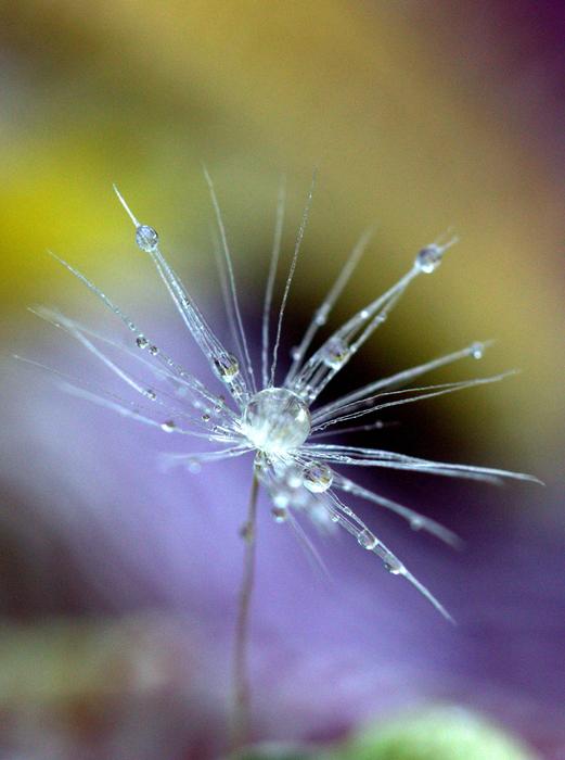 Dandelion Drops Macro