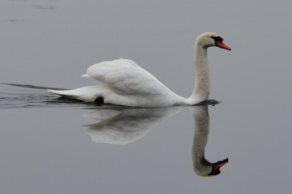 Swan Water Bird