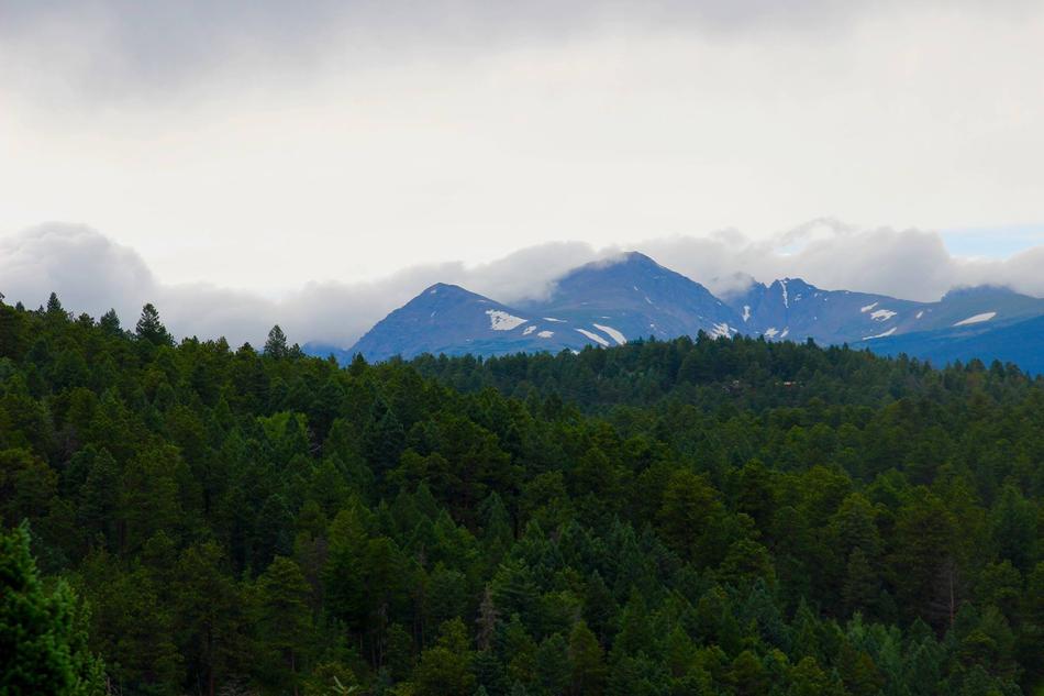 forest with mountains in the back