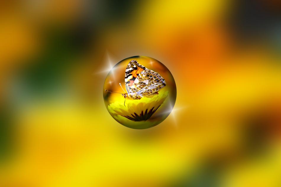 butterfly in a raindrop