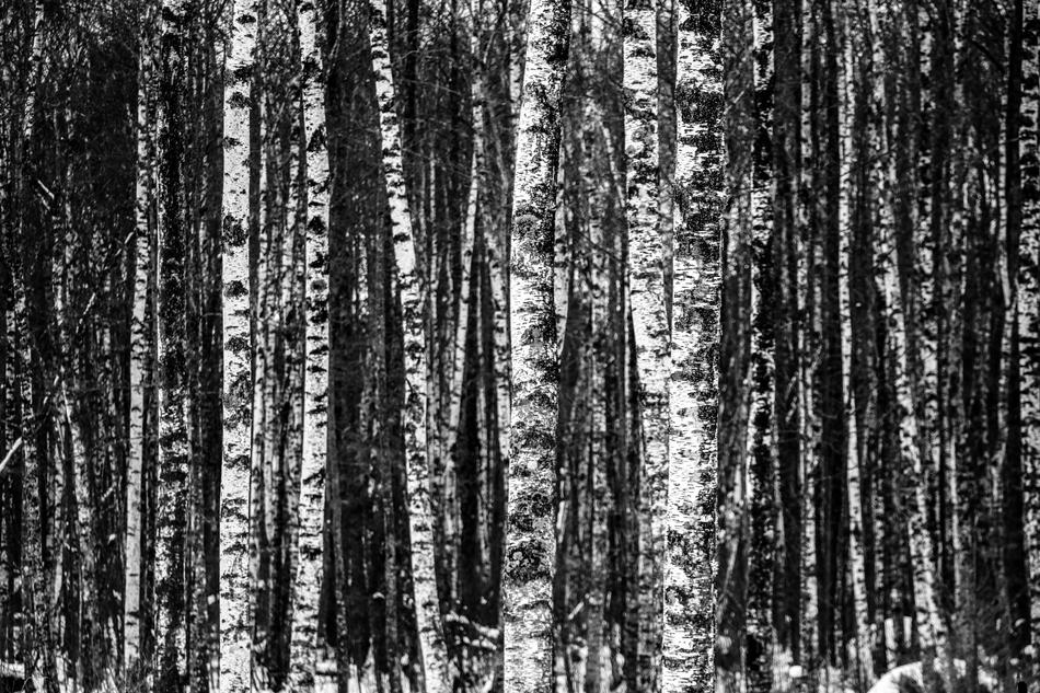 gorgeous birch background