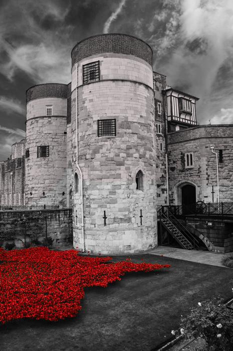 Beautiful, black and white photo of the architecture with tower in London, England, with red flowers
