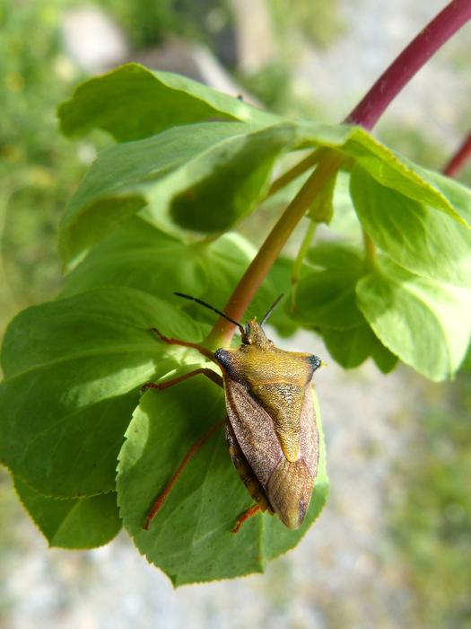 I Pentatomid Dolycoris Baccarum
