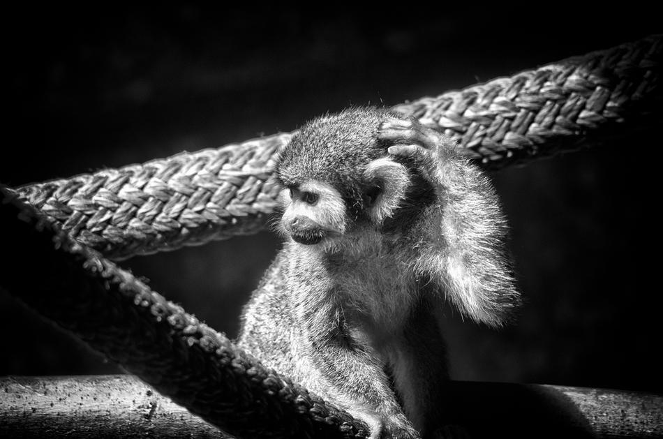 Monkey Spider Primate